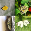﻿Detection of the Large White butterfly P ...