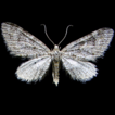 A new species of Eupithecia Curtis (Lepidoptera, ...