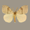 ﻿Diversity of the tussock moths (Lepidoptera, E ...